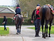 AK310322-93 - Alan King Stable Visit